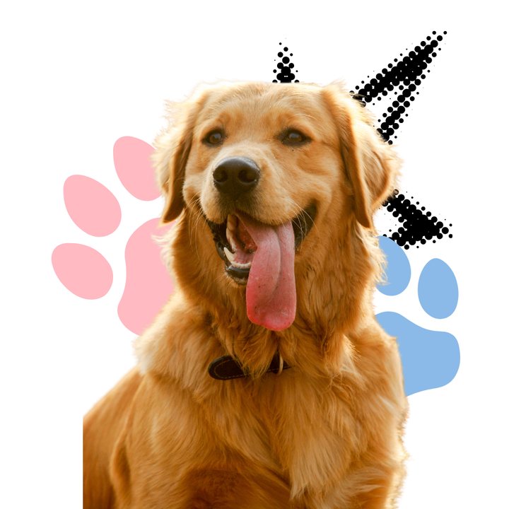 Consulta profesional en Angupets